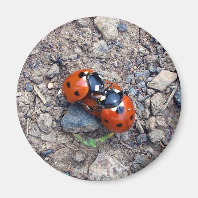 Ladybug Kisses Magnet (Vorne)