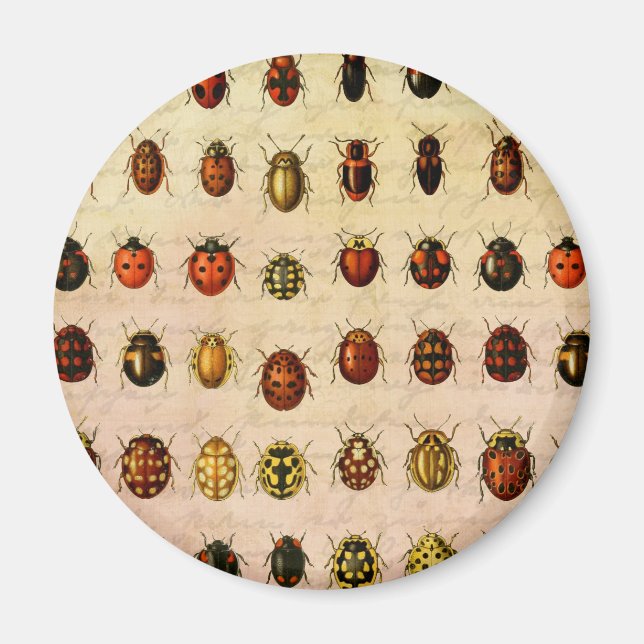 Ladybug Ladybird Beetle Insect Bug Magnet (Vorne)