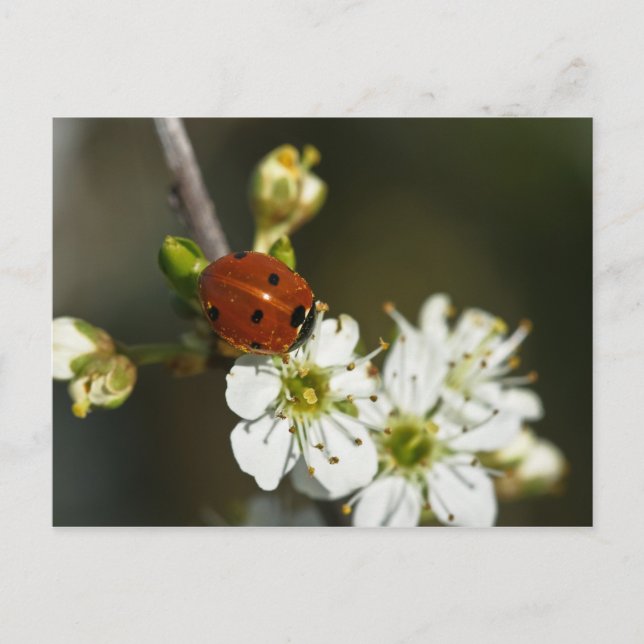 Ladybug - Ladybird Postcard - Ladybug on Hawthorn Postkarte (Vorderseite)