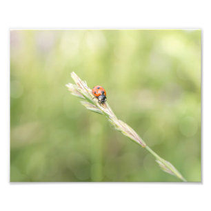 Ladybug Ladybug Wo bist du hingegangen Foto Print?