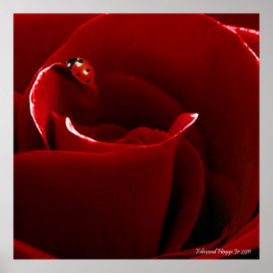 Ladybug Liebe Poster