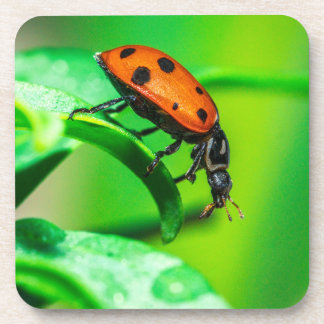 Ladybug Macro Coaster | Nature Drinkware Accent Getränkeuntersetzer