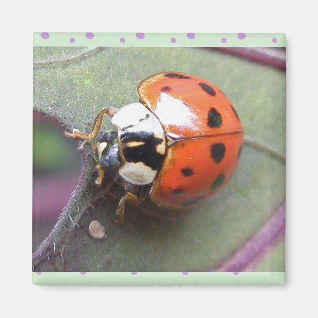 Ladybug Magnet (Devant)