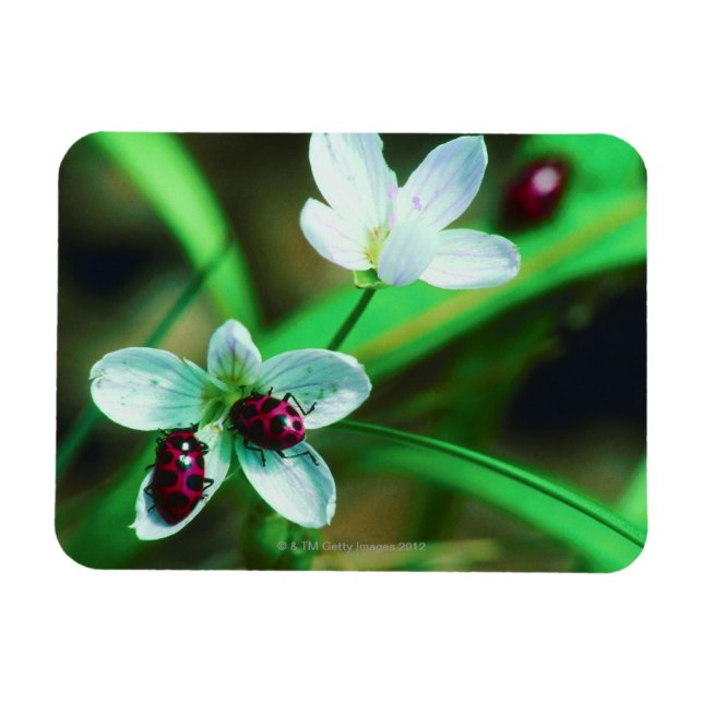 Ladybug Magnet (Horizontal)