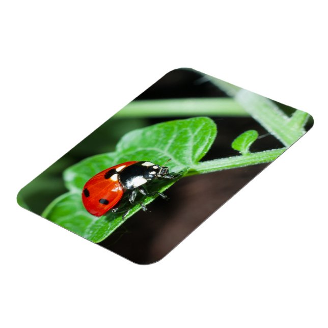 Ladybug Magnet (Linke Seite)