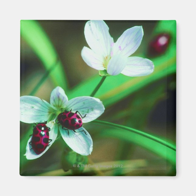 Ladybug Magnet (Vorne)