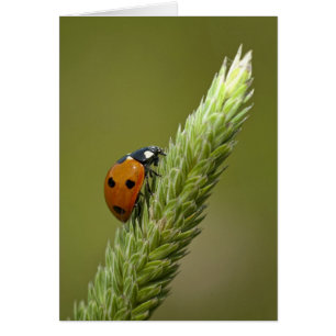 Ladybug Messenger