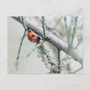 Ladybug mit Tröpfchen auf einem Zweig Postkarte