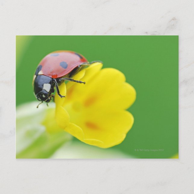 Ladybug-nahe Postkarte (Vorderseite)