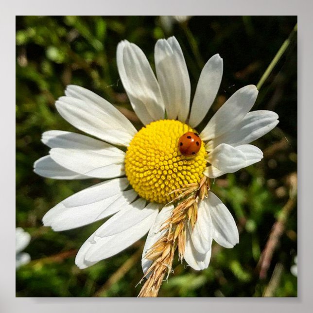 Ladybug on Daisy Poster (Vorne)