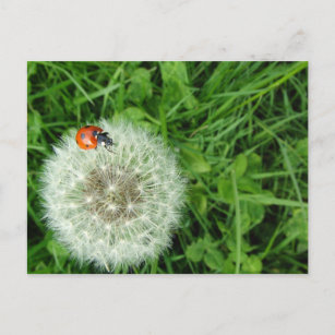 Ladybug on Dandelion Postkarte