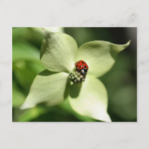 Ladybug on Dogwood Blume Nature Postcard Postkarte