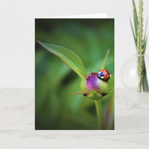 Ladybug On Peony, carte