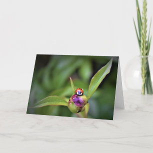 Ladybug on Peony, Karte