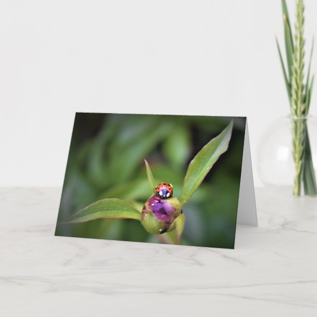 Ladybug on Peony, Karte (Vorderseite)