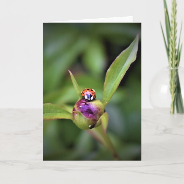 Ladybug on Peony, Karte (Vorderseite)