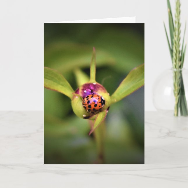 Ladybug on Peony, Karte (Vorderseite)