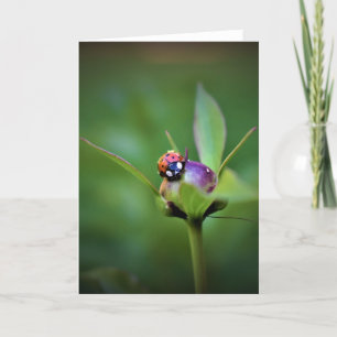 Ladybug on Peony, Karte