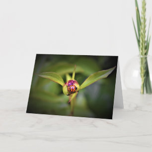 Ladybug on Peony, Karte