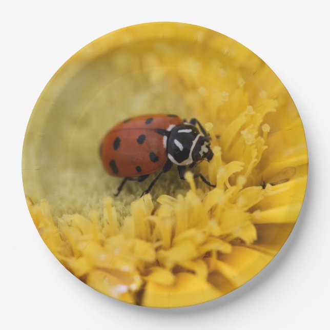 Ladybug Pappteller (Vorderseite)