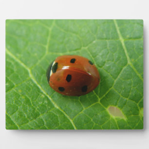 Ladybug Plaque Fotoplatte
