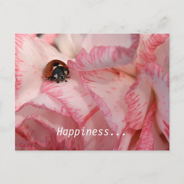 Ladybug Postcard Postkarte (Vorderseite)