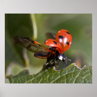 Ladybug