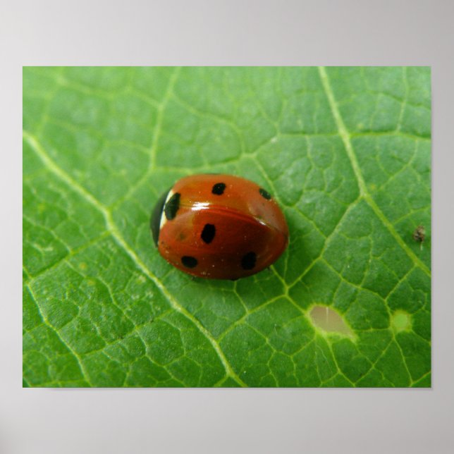 Ladybug Poster (Vorne)