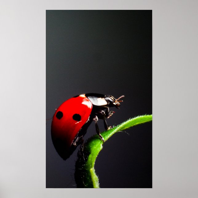 Ladybug Poster (Vorne)