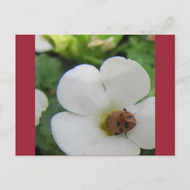 Ladybug Postkarte (Vorderseite)