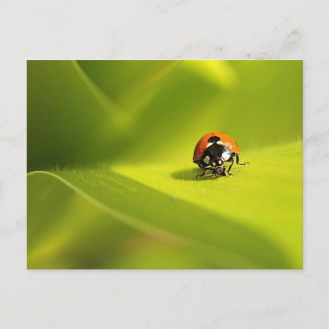 Ladybug Postkarte (Vorderseite)