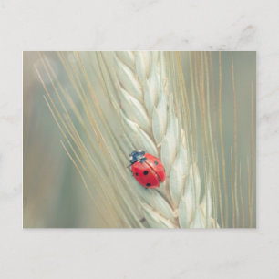 Ladybug Postkarte