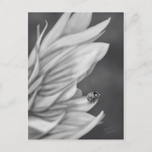 Ladybug Postkarte