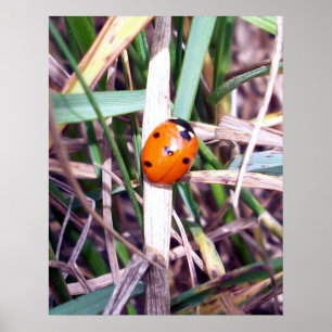 Ladybug Spotlight Poster