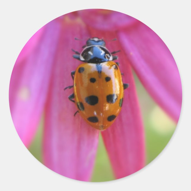 Ladybug Sticker (Vorderseite)