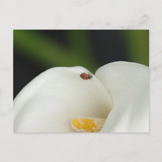 Ladybug sur la carte postale Calla Lily