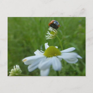 Ladybug sur la carte postale do-it-yourself Fleur