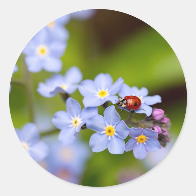 Ladybug sur les autocollants Forget-me-not (Devant)