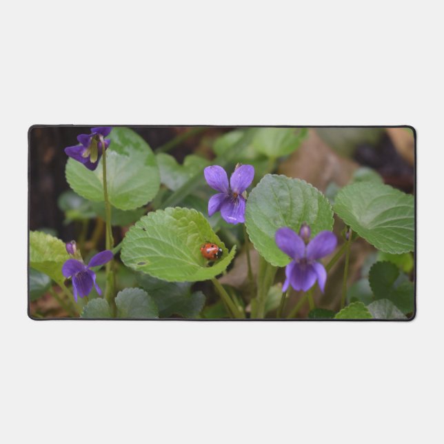 Ladybug sur les fleurs de violet doux (Recto)