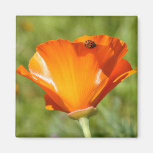 Ladybug sur Poppy Magnet