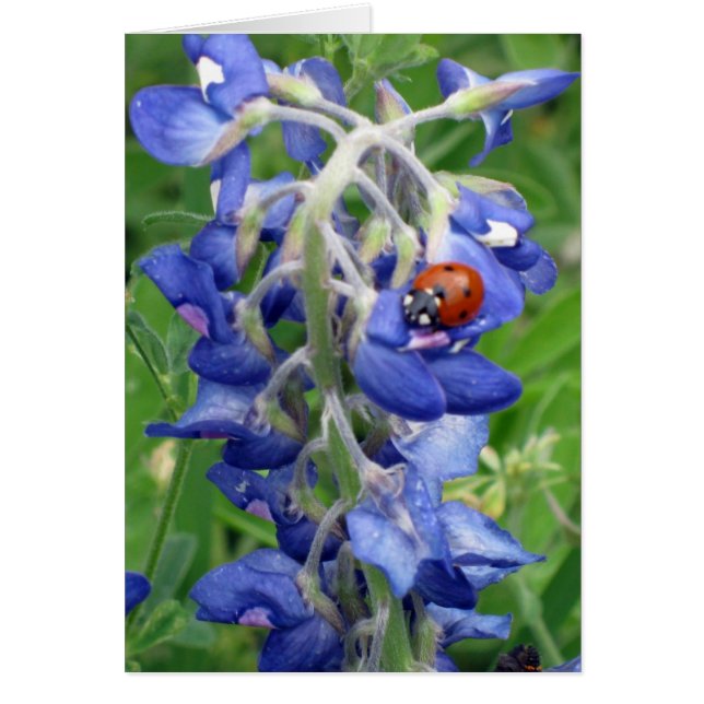 Ladybug sur Texas Bluebonnet (Devant)