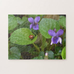 Ladybug über süße Violettsorten-Blume