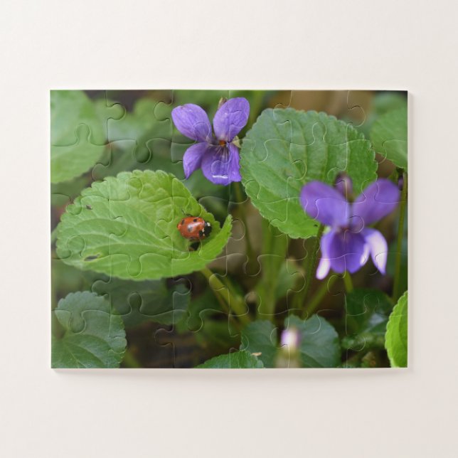 Ladybug über süße Violettsorten-Blume (Horizontal)