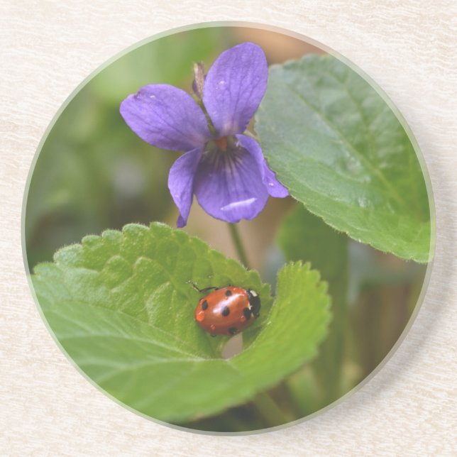 Ladybug über süße Violettsorten-Blume Getränkeuntersetzer (Vorne)