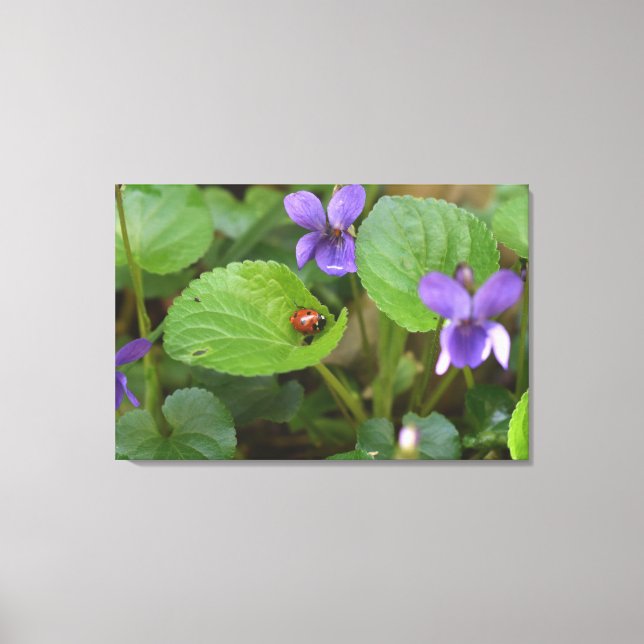 Ladybug über süße Violettsorten-Blume Leinwanddruck (Vorderseite)