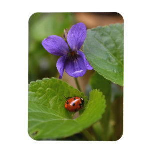 Ladybug über süße Violettsorten-Blume Magnet