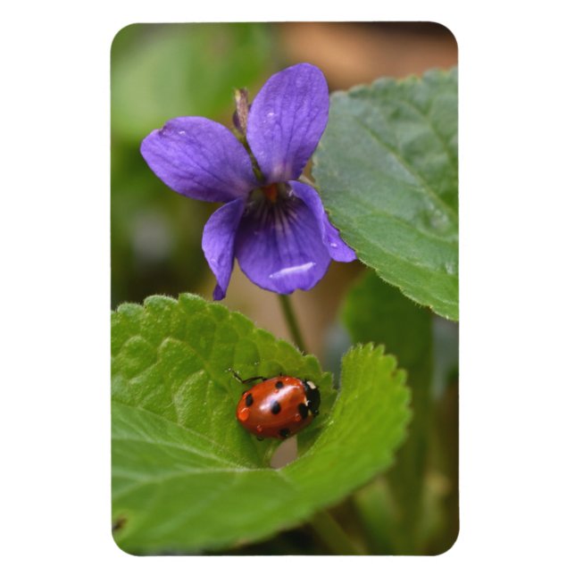 Ladybug über süße Violettsorten-Blume Magnet (Vertikal)