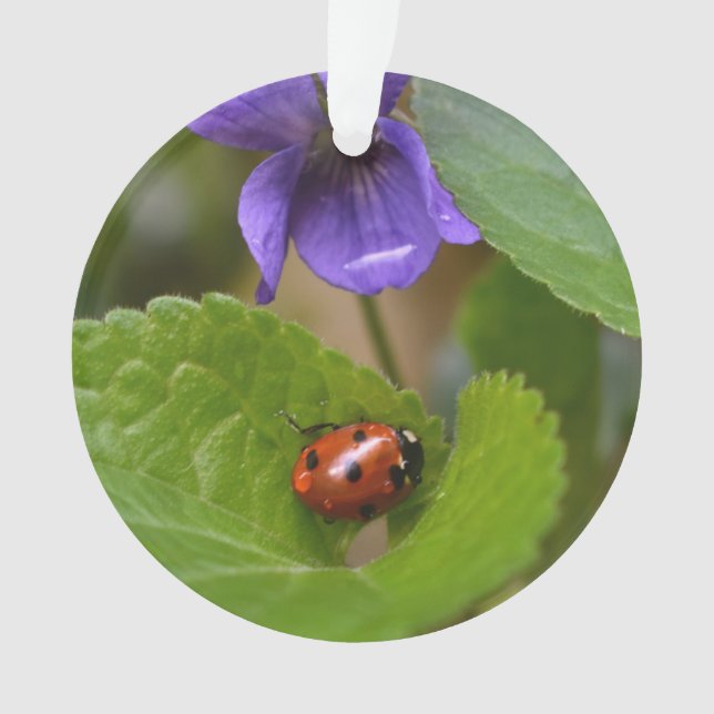 Ladybug über süße Violettsorten-Blume Ornament (Vorderseite)