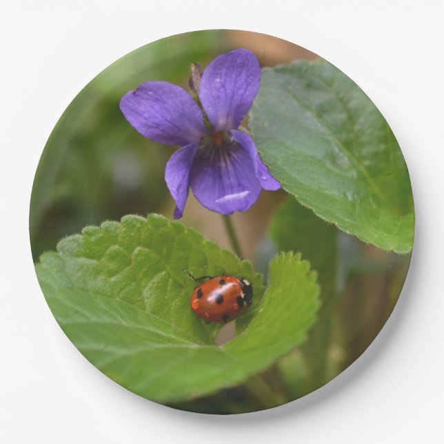 Ladybug über süße Violettsorten-Blume Pappteller (Vorderseite)