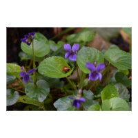 Ladybug über süße Violettsorten-Blume